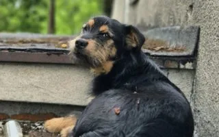 pies na dachu w Kole podczas akcji strażaków i weterynarza