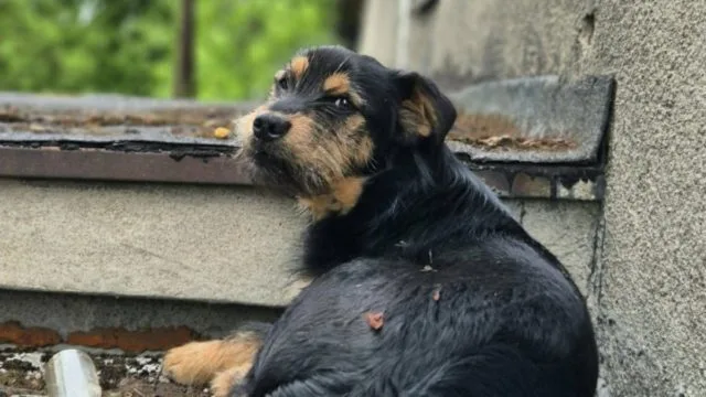 pies na dachu w Kole podczas akcji strażaków i weterynarza