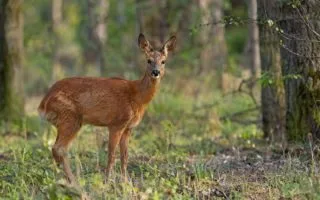 Zwierzęta w lasach powiatu kolskiego - sarny, dziki i bobry w naturalnym środowisku