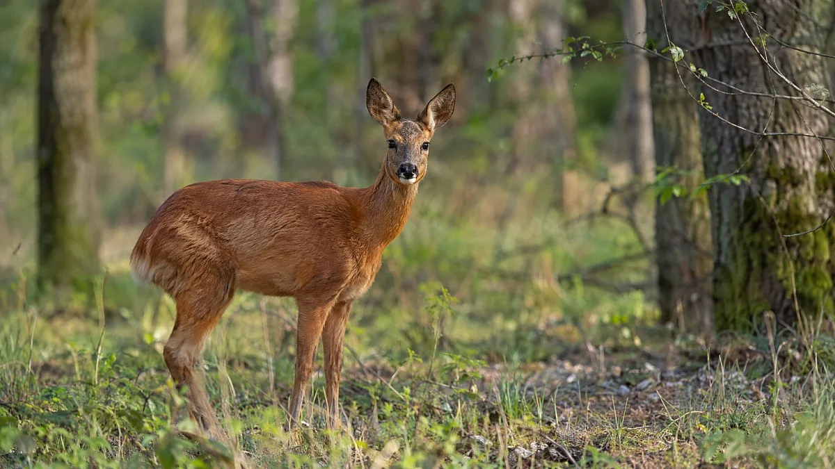 Zwierzęta w lasach powiatu kolskiego - sarny, dziki i bobry w naturalnym środowisku